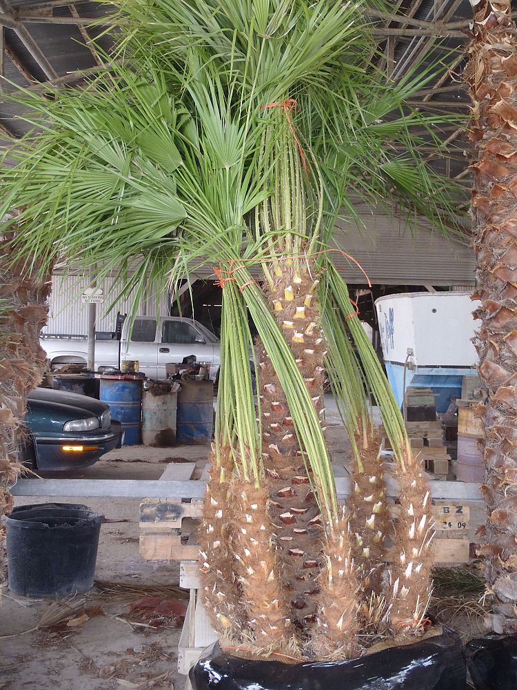 chamaerops-humilis-european-fan-palm-mediterranean-fan-palm