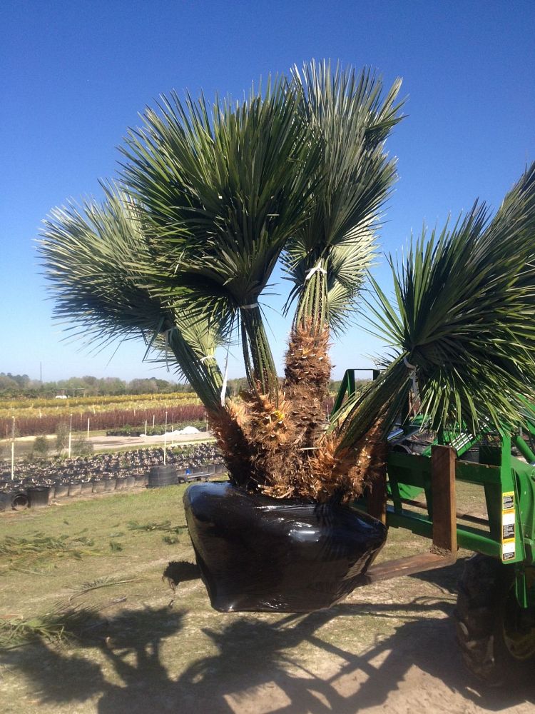 chamaerops-humilis-european-fan-palm-mediterranean-fan-palm