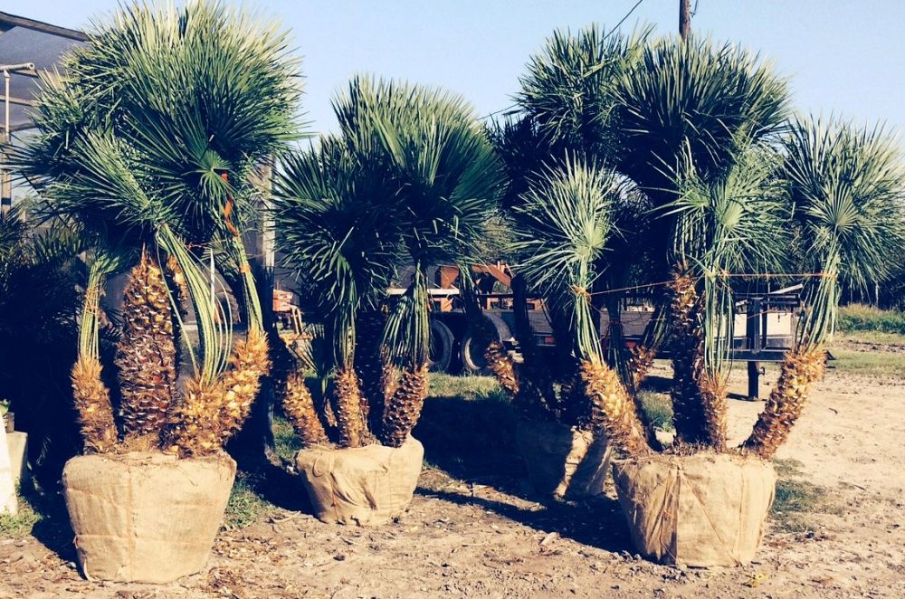 chamaerops-humilis-european-fan-palm-mediterranean-fan-palm