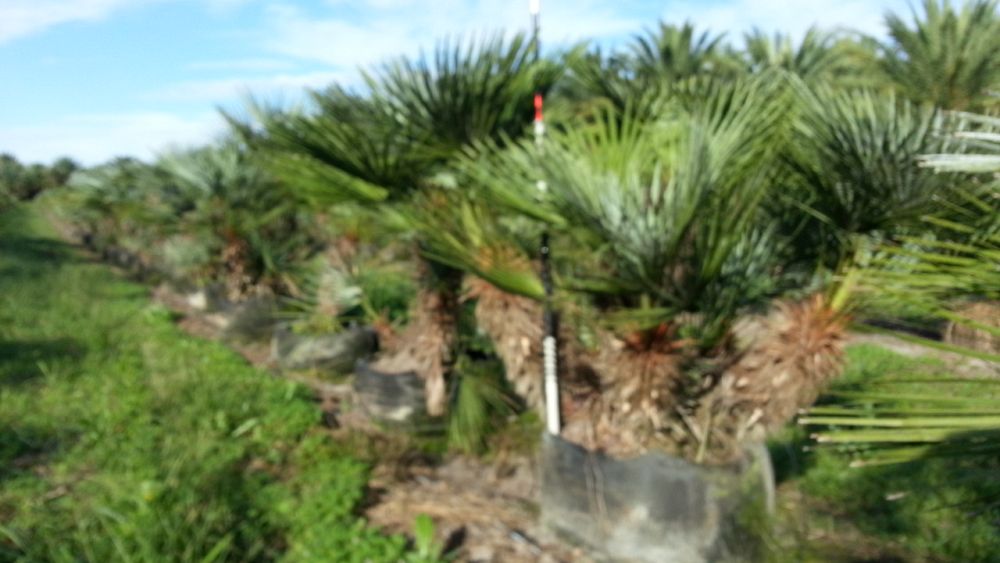 chamaerops-humilis-european-fan-palm-mediterranean-fan-palm