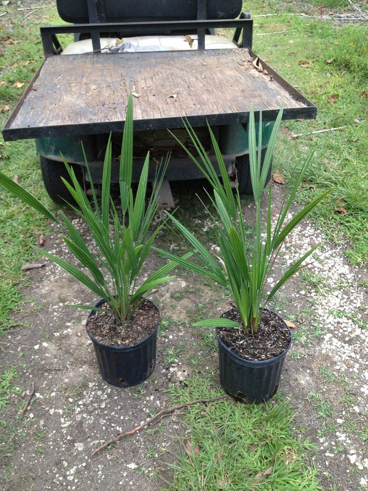 chamaerops-humilis-european-fan-palm-mediterranean-fan-palm