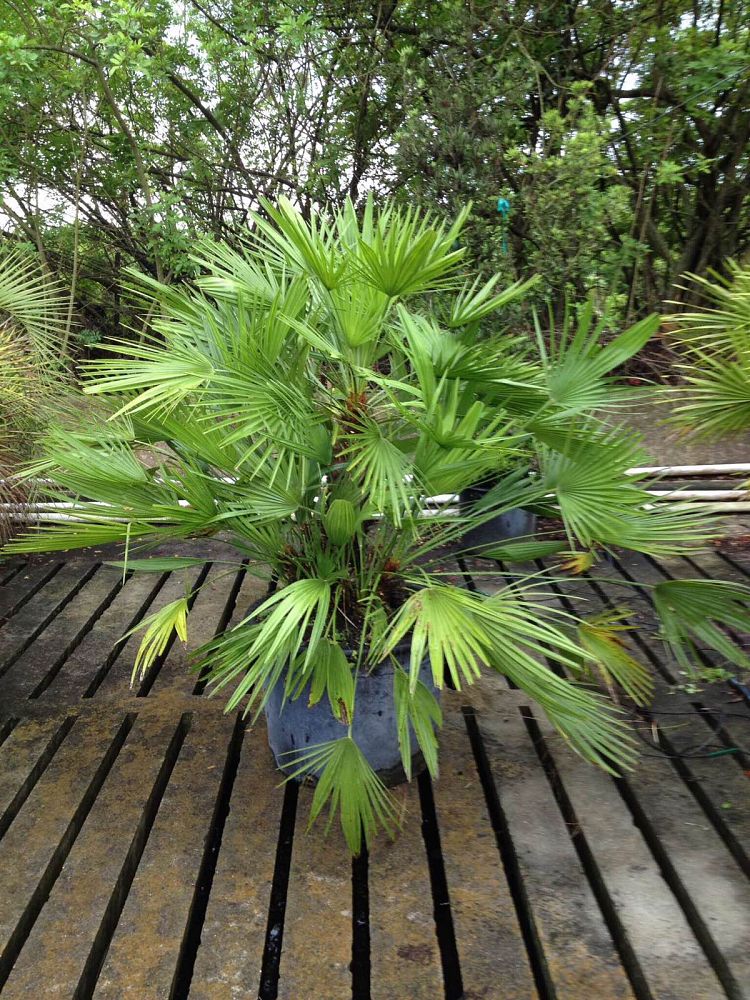 chamaerops-humilis-european-fan-palm-mediterranean-fan-palm