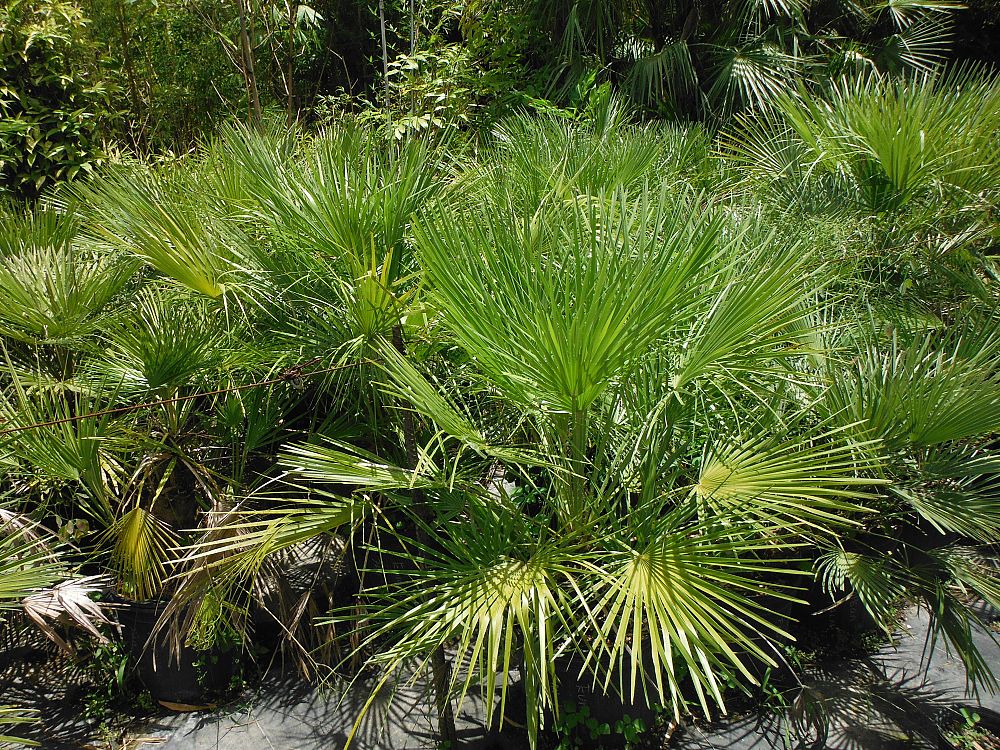 chamaerops-humilis-european-fan-palm-mediterranean-fan-palm