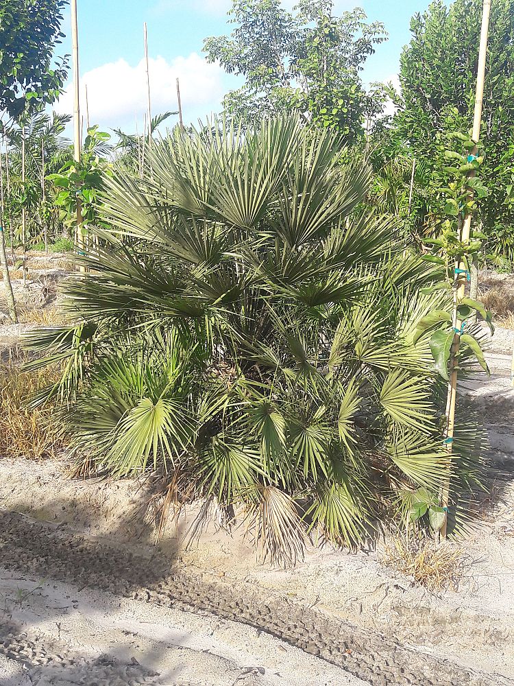 chamaerops-humilis-european-fan-palm-mediterranean-fan-palm