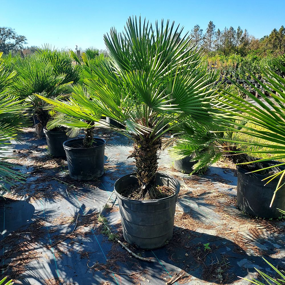 chamaerops-humilis-european-fan-palm-mediterranean-fan-palm