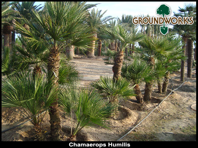 chamaerops-humilis-european-fan-palm-mediterranean-fan-palm