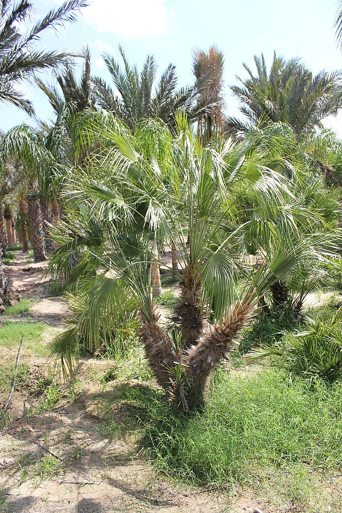 chamaerops-humilis-european-fan-palm-mediterranean-fan-palm