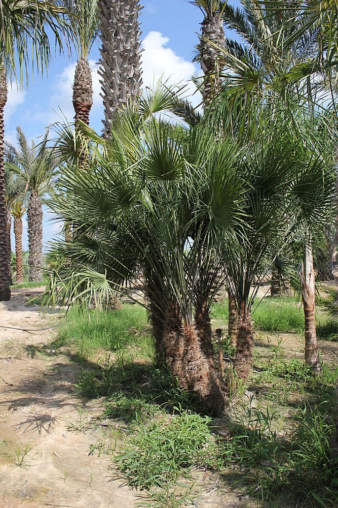 chamaerops-humilis-european-fan-palm-mediterranean-fan-palm
