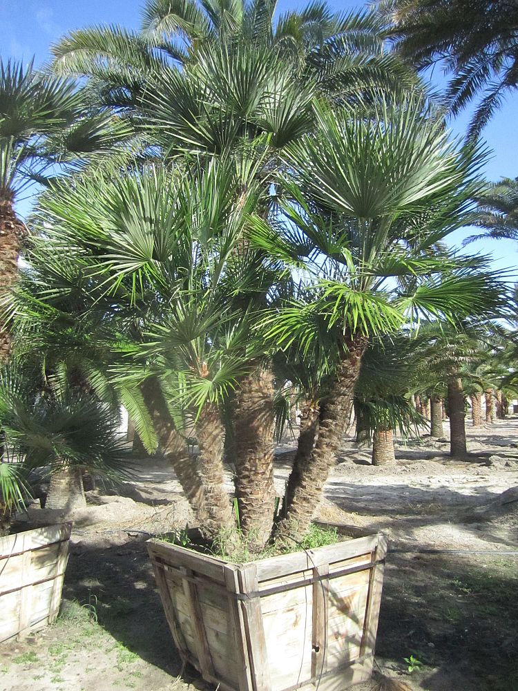 chamaerops-humilis-european-fan-palm-mediterranean-fan-palm