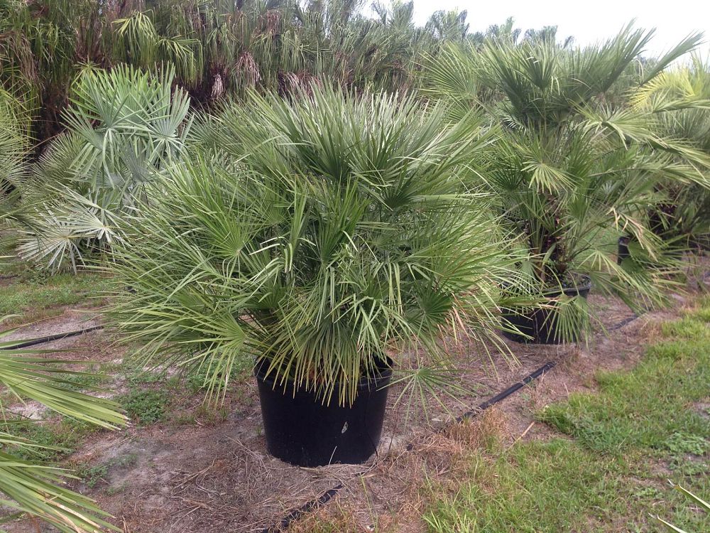 chamaerops-humilis-european-fan-palm-mediterranean-fan-palm