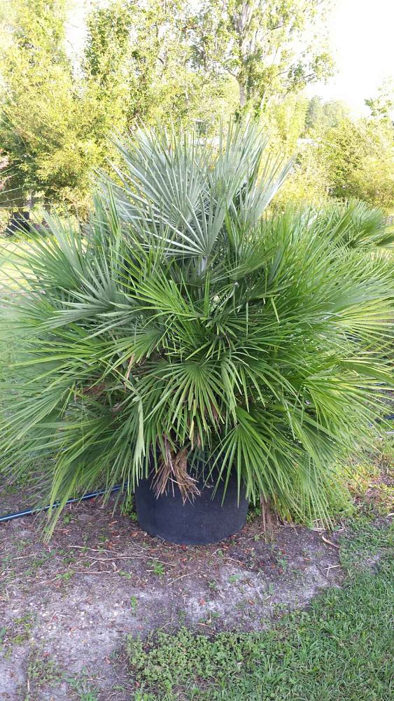 chamaerops-humilis-european-fan-palm-mediterranean-fan-palm