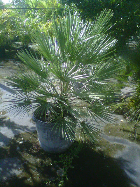 chamaerops-humilis-european-fan-palm-mediterranean-fan-palm