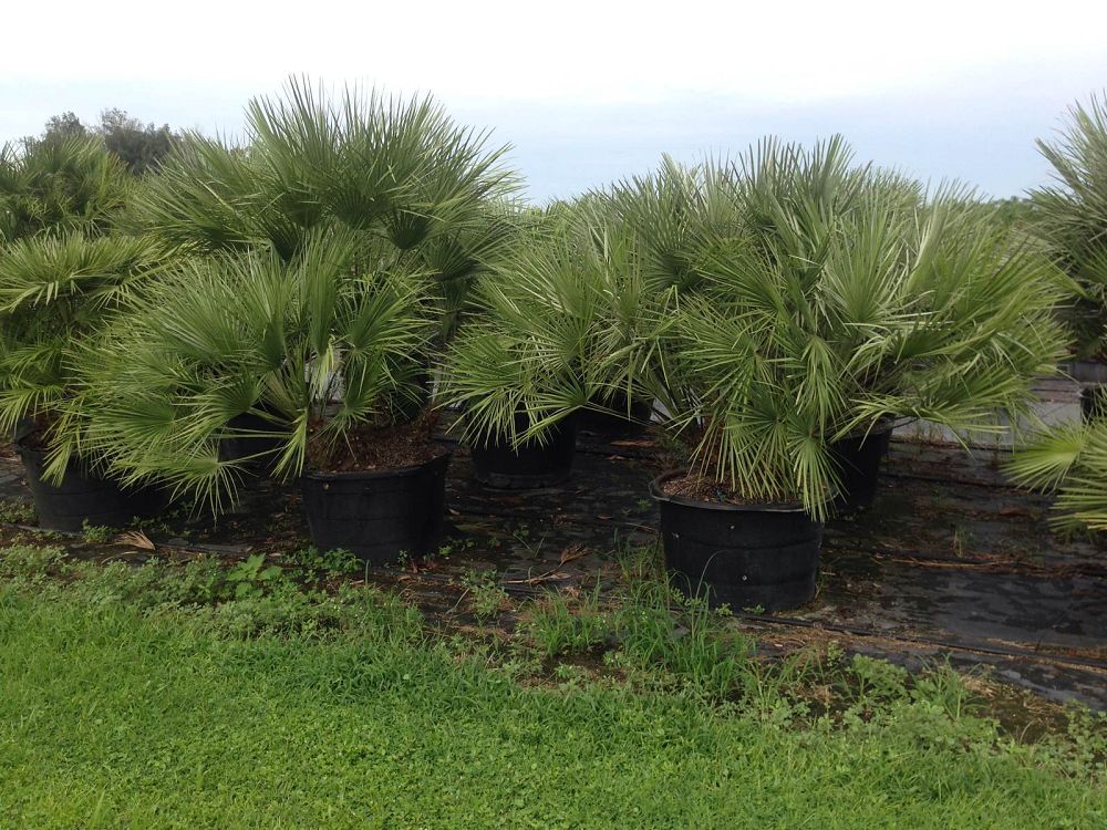 chamaerops-humilis-european-fan-palm-mediterranean-fan-palm