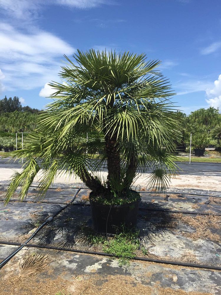 chamaerops-humilis-european-fan-palm-mediterranean-fan-palm