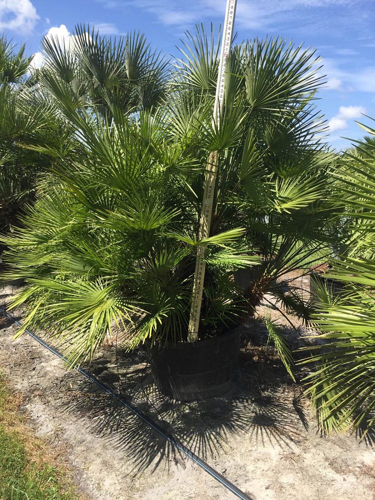 chamaerops-humilis-european-fan-palm-mediterranean-fan-palm