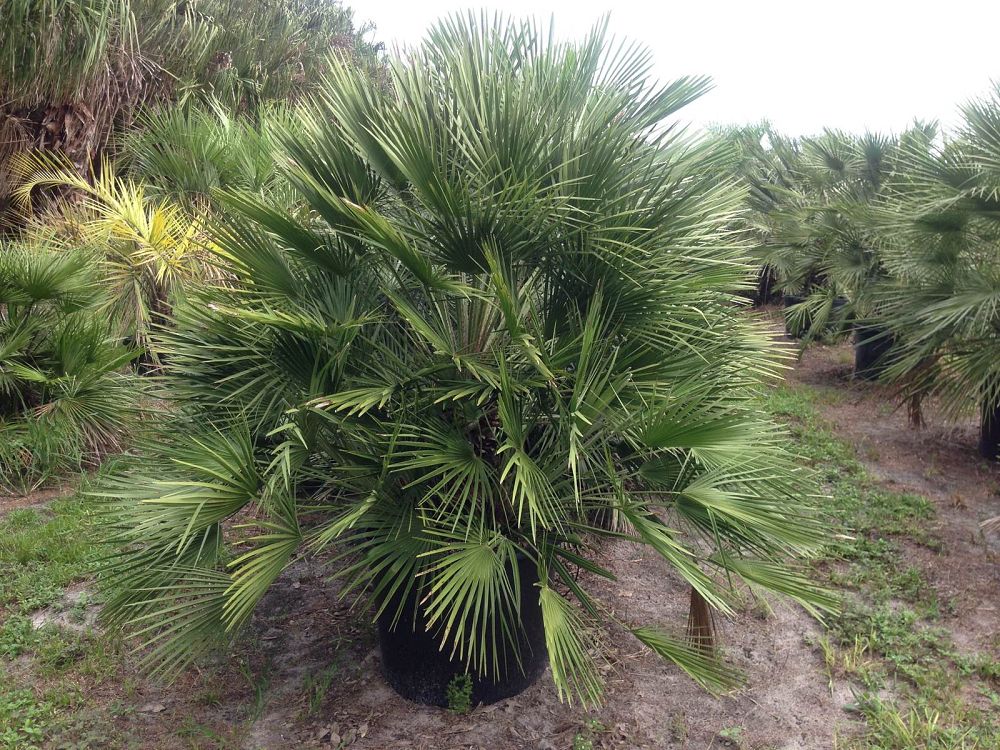 chamaerops-humilis-european-fan-palm-mediterranean-fan-palm