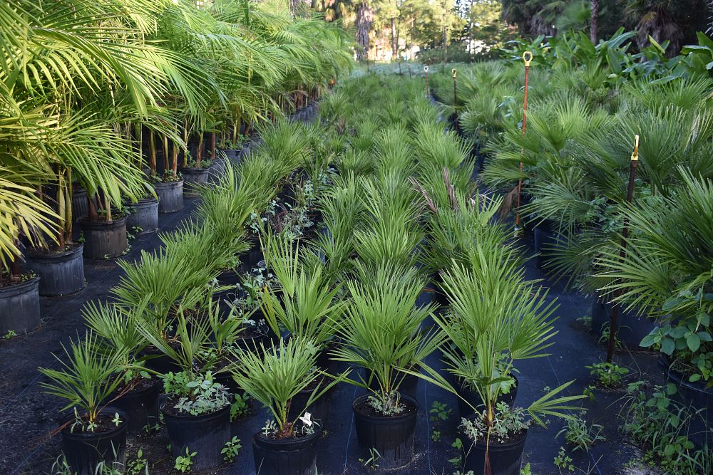 chamaerops-humilis-european-fan-palm-mediterranean-fan-palm