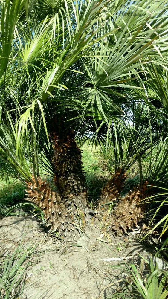 chamaerops-humilis-european-fan-palm-mediterranean-fan-palm