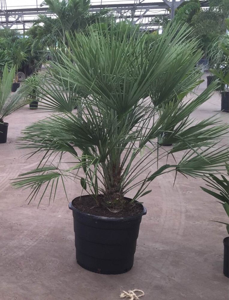 chamaerops-humilis-european-fan-palm-mediterranean-fan-palm