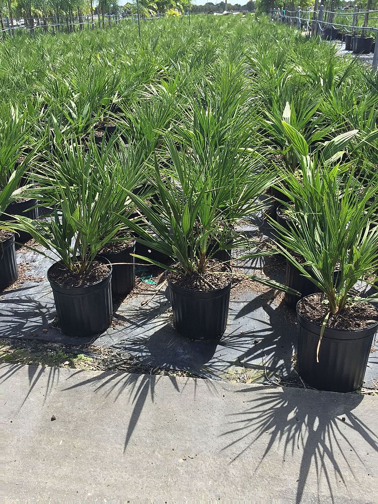 chamaerops-humilis-european-fan-palm-mediterranean-fan-palm