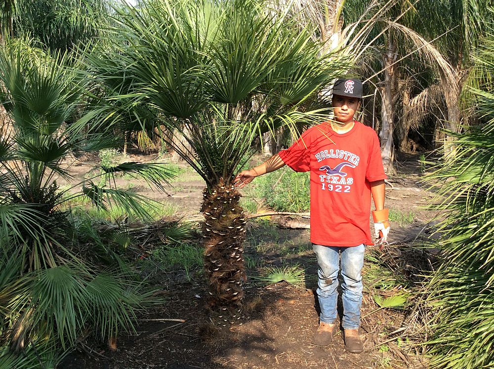 chamaerops-humilis-european-fan-palm-mediterranean-fan-palm