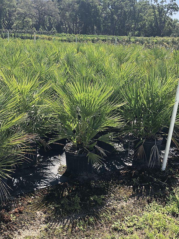 chamaerops-humilis-european-fan-palm-mediterranean-fan-palm