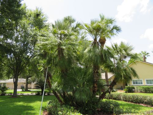 chamaerops-humilis-european-fan-palm-mediterranean-fan-palm