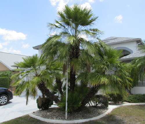 chamaerops-humilis-european-fan-palm-mediterranean-fan-palm