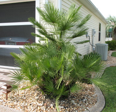 chamaerops-humilis-european-fan-palm-mediterranean-fan-palm