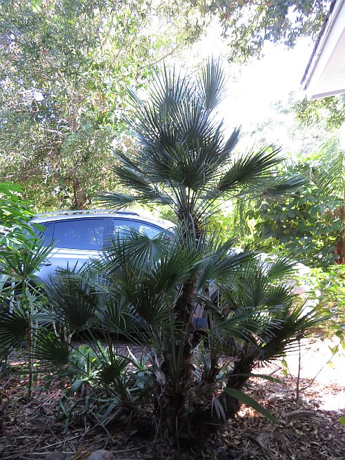 chamaerops-humilis-european-fan-palm-mediterranean-fan-palm