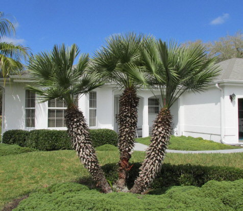 chamaerops-humilis-european-fan-palm-mediterranean-fan-palm