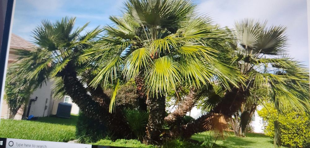 chamaerops-humilis-european-fan-palm-mediterranean-fan-palm