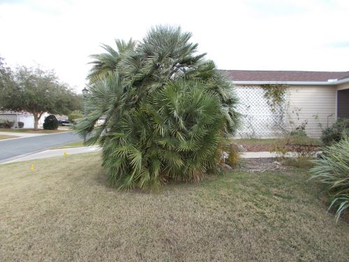 chamaerops-humilis-european-fan-palm-mediterranean-fan-palm