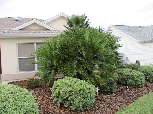 chamaerops-humilis-european-fan-palm-mediterranean-fan-palm