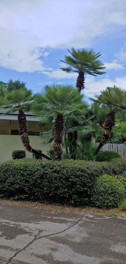 chamaerops-humilis-european-fan-palm-mediterranean-fan-palm