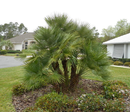 chamaerops-humilis-european-fan-palm-mediterranean-fan-palm