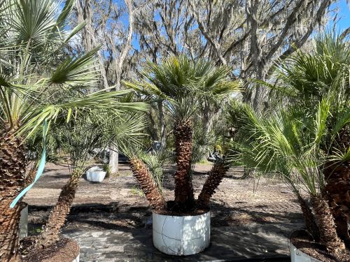 chamaerops-humilis-european-fan-palm-mediterranean-fan-palm