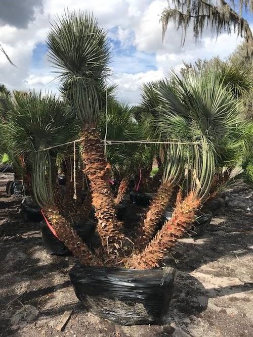 chamaerops-humilis-european-fan-palm-mediterranean-fan-palm