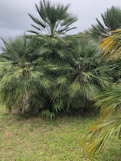 chamaerops-humilis-european-fan-palm-mediterranean-fan-palm