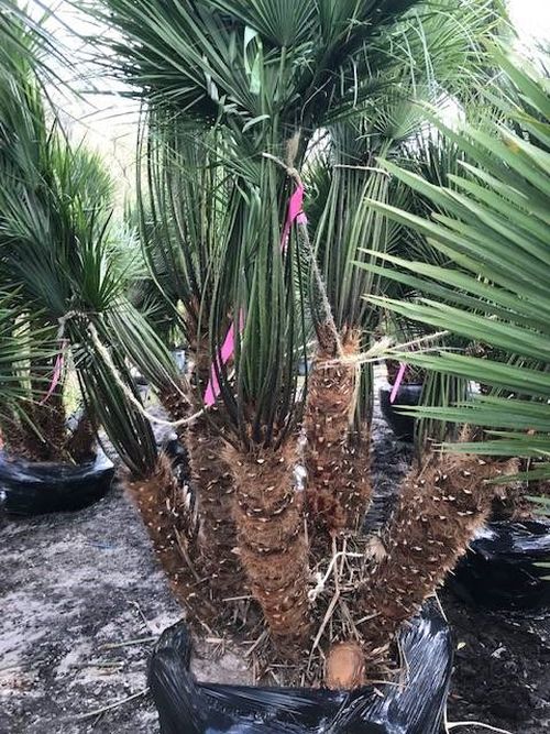 chamaerops-humilis-european-fan-palm-mediterranean-fan-palm