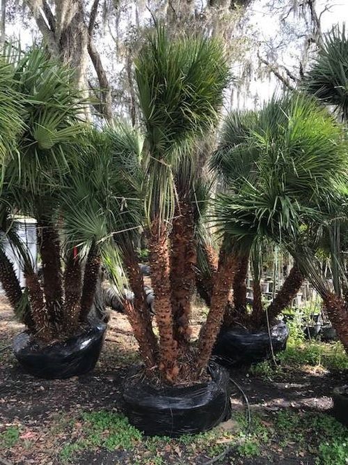 chamaerops-humilis-european-fan-palm-mediterranean-fan-palm