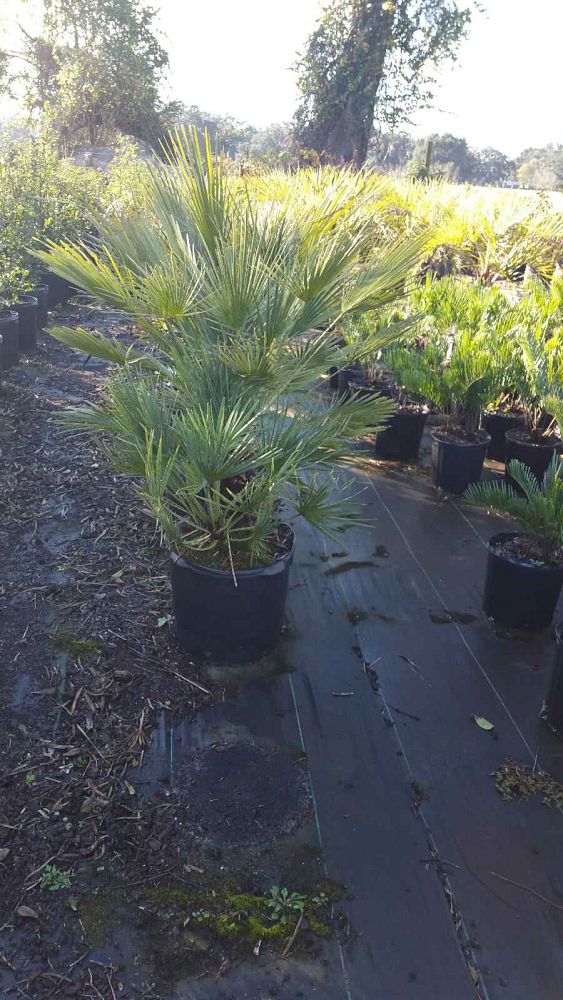 chamaerops-humilis-european-fan-palm-mediterranean-fan-palm