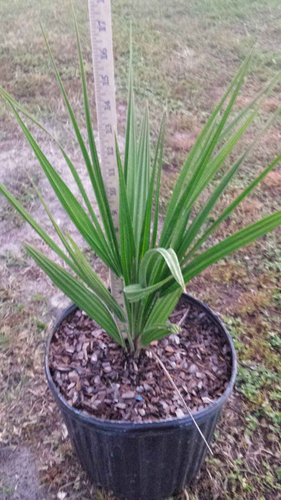 chamaerops-humilis-european-fan-palm-mediterranean-fan-palm