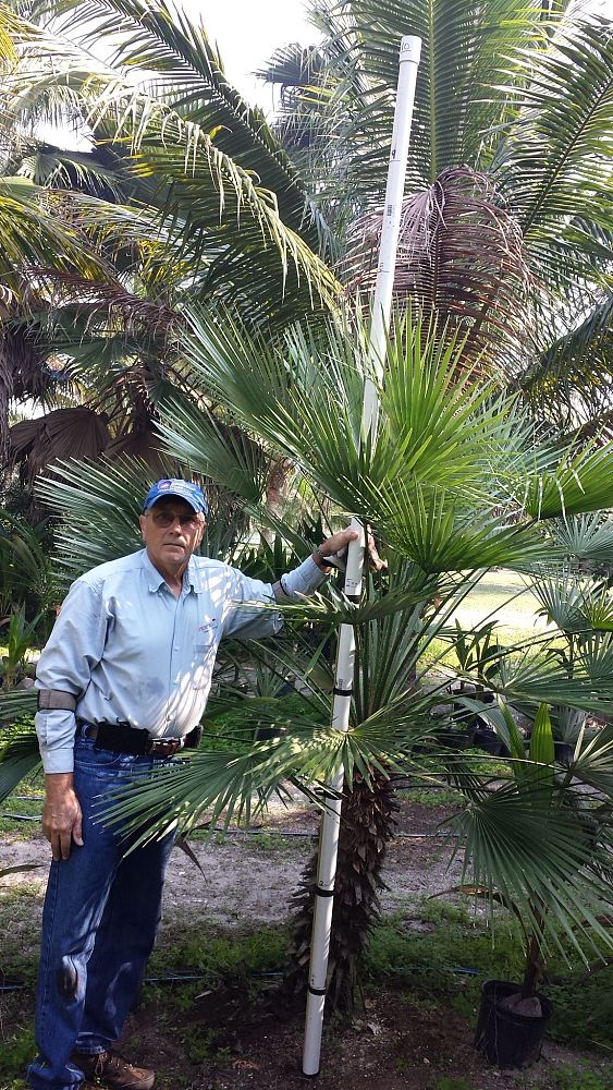 chamaerops-humilis-european-fan-palm-mediterranean-fan-palm