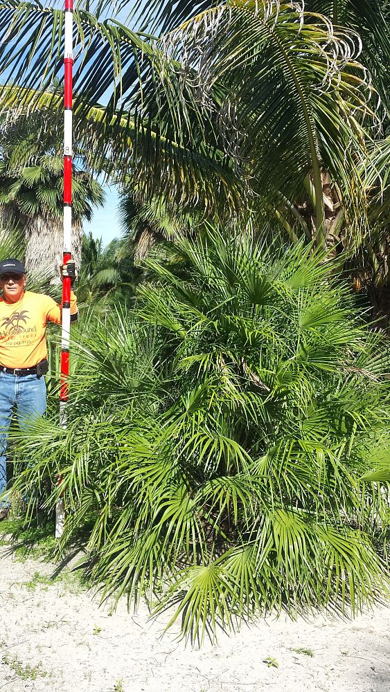 chamaerops-humilis-european-fan-palm-mediterranean-fan-palm