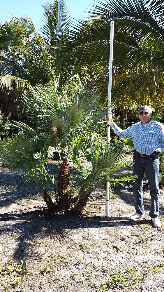 chamaerops-humilis-european-fan-palm-mediterranean-fan-palm