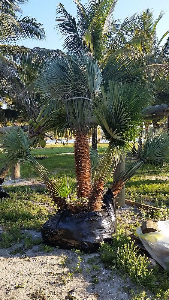 chamaerops-humilis-european-fan-palm-mediterranean-fan-palm