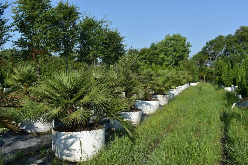 chamaerops-humilis-european-fan-palm-mediterranean-fan-palm