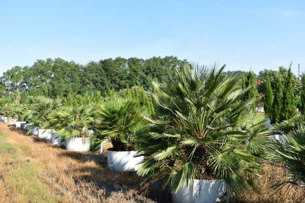 chamaerops-humilis-european-fan-palm-mediterranean-fan-palm