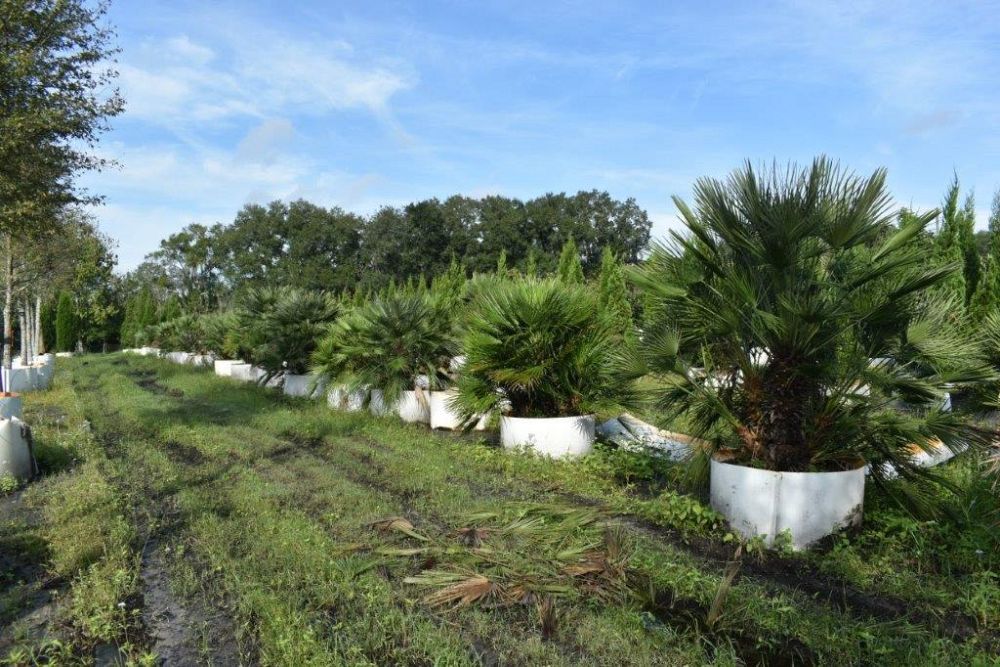 chamaerops-humilis-european-fan-palm-mediterranean-fan-palm